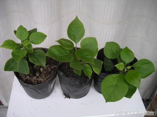 这6种花随便扔土里就能活,长势最快的爬藤植物不怕晒