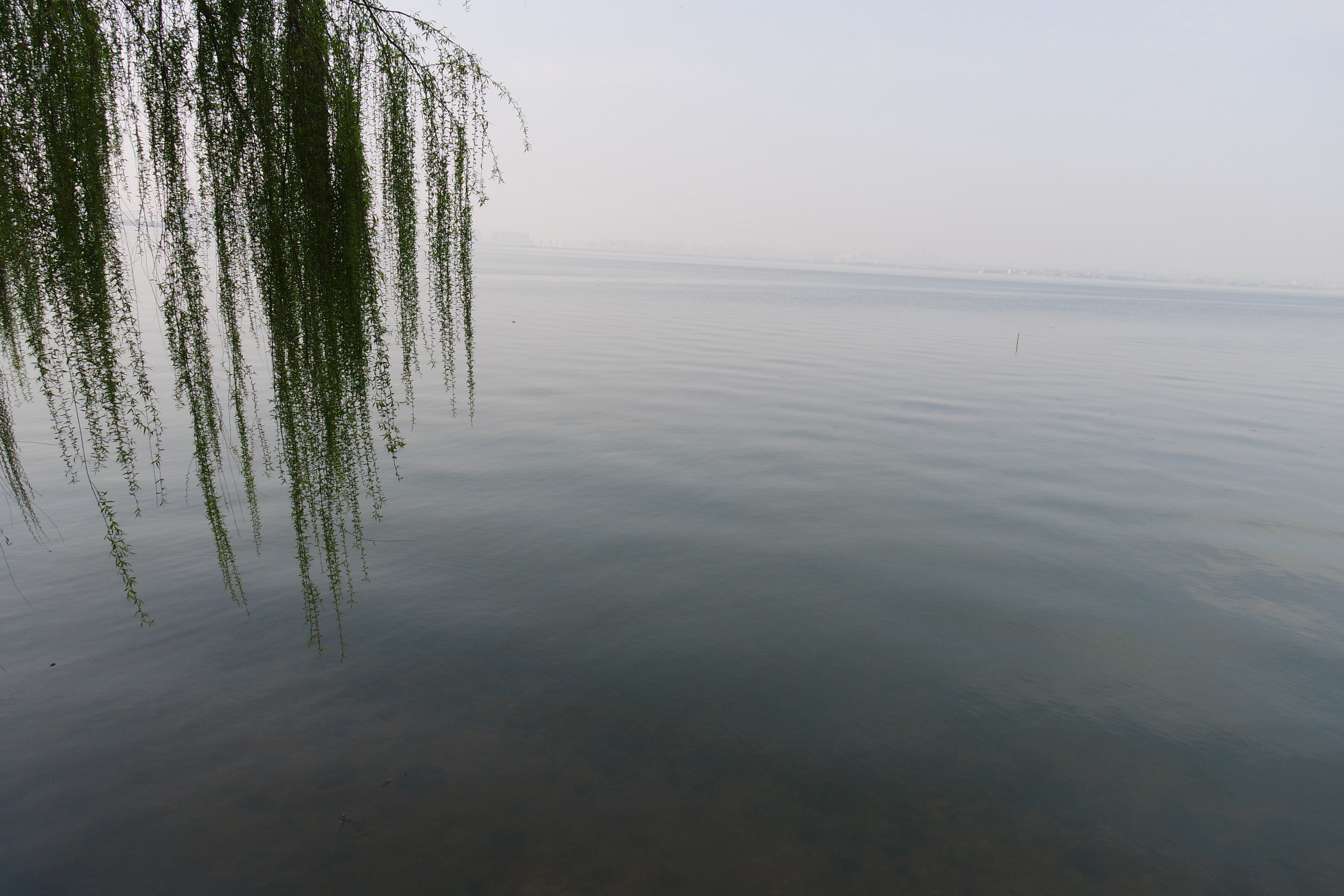 武昌理工学院樱花,武昌理工学院滚烫的青春