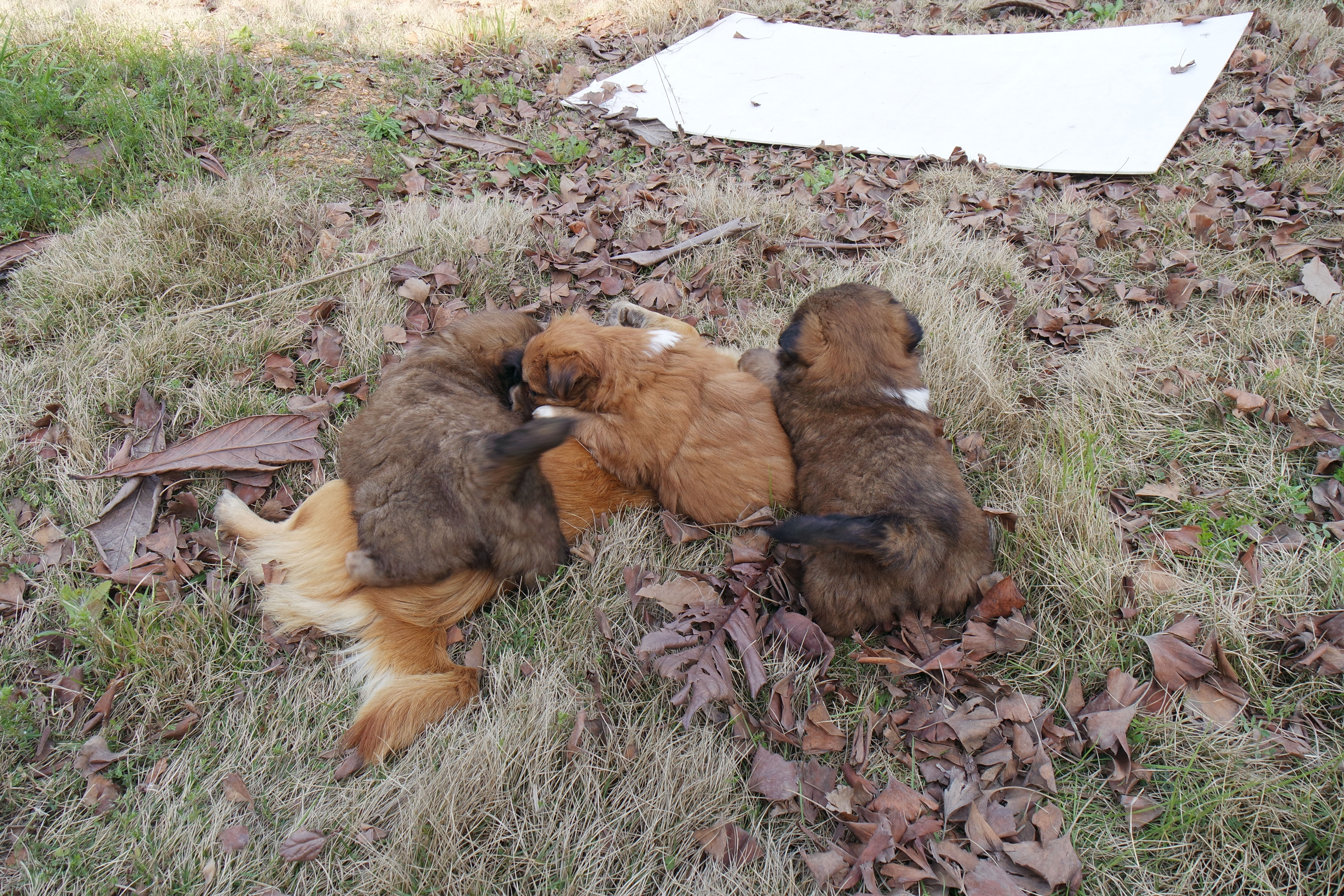 武昌理工学院樱花,武昌理工学院滚烫的青春