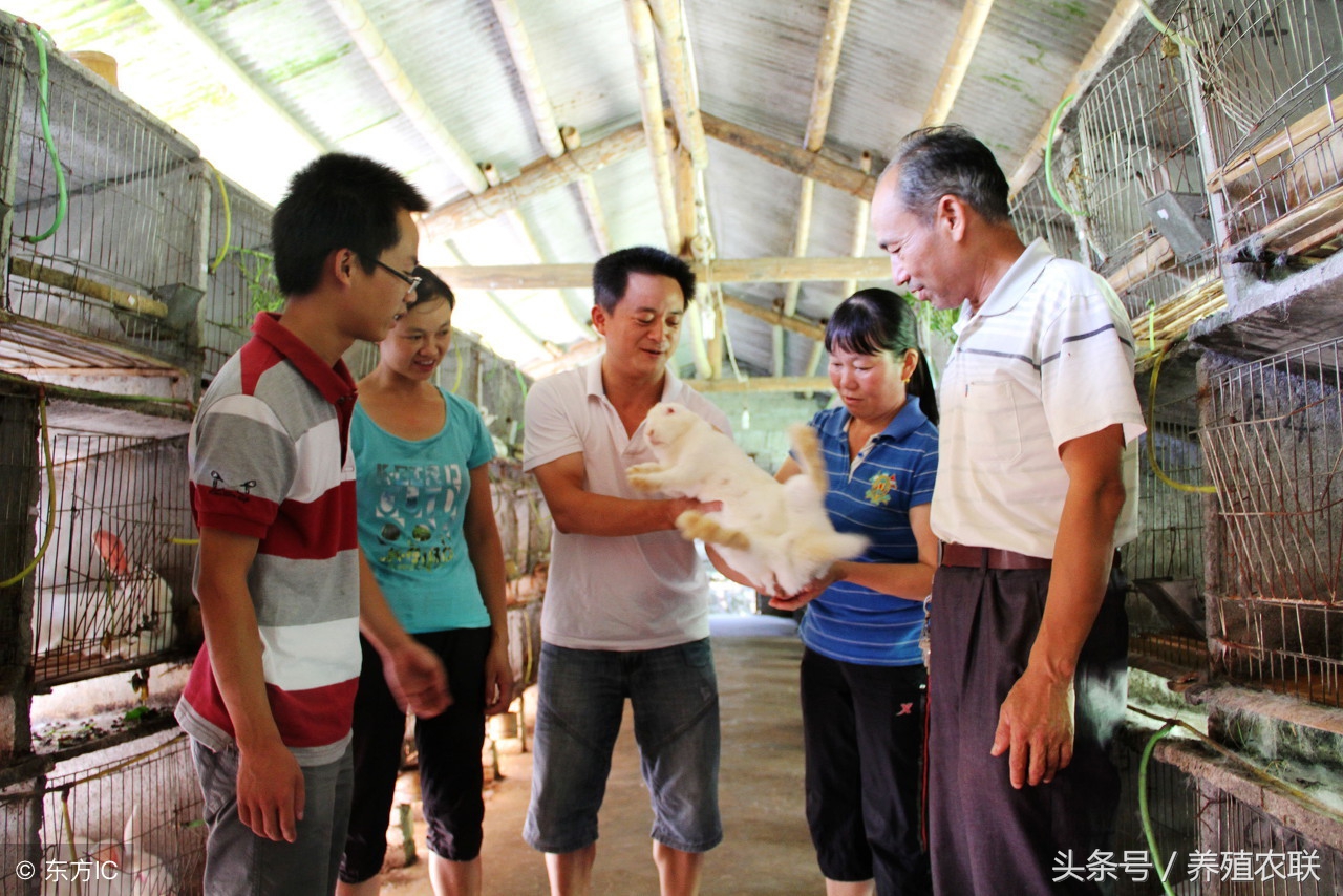 断奶仔兔的饲养管理技术,养兔技术哺乳母兔的饲养管理