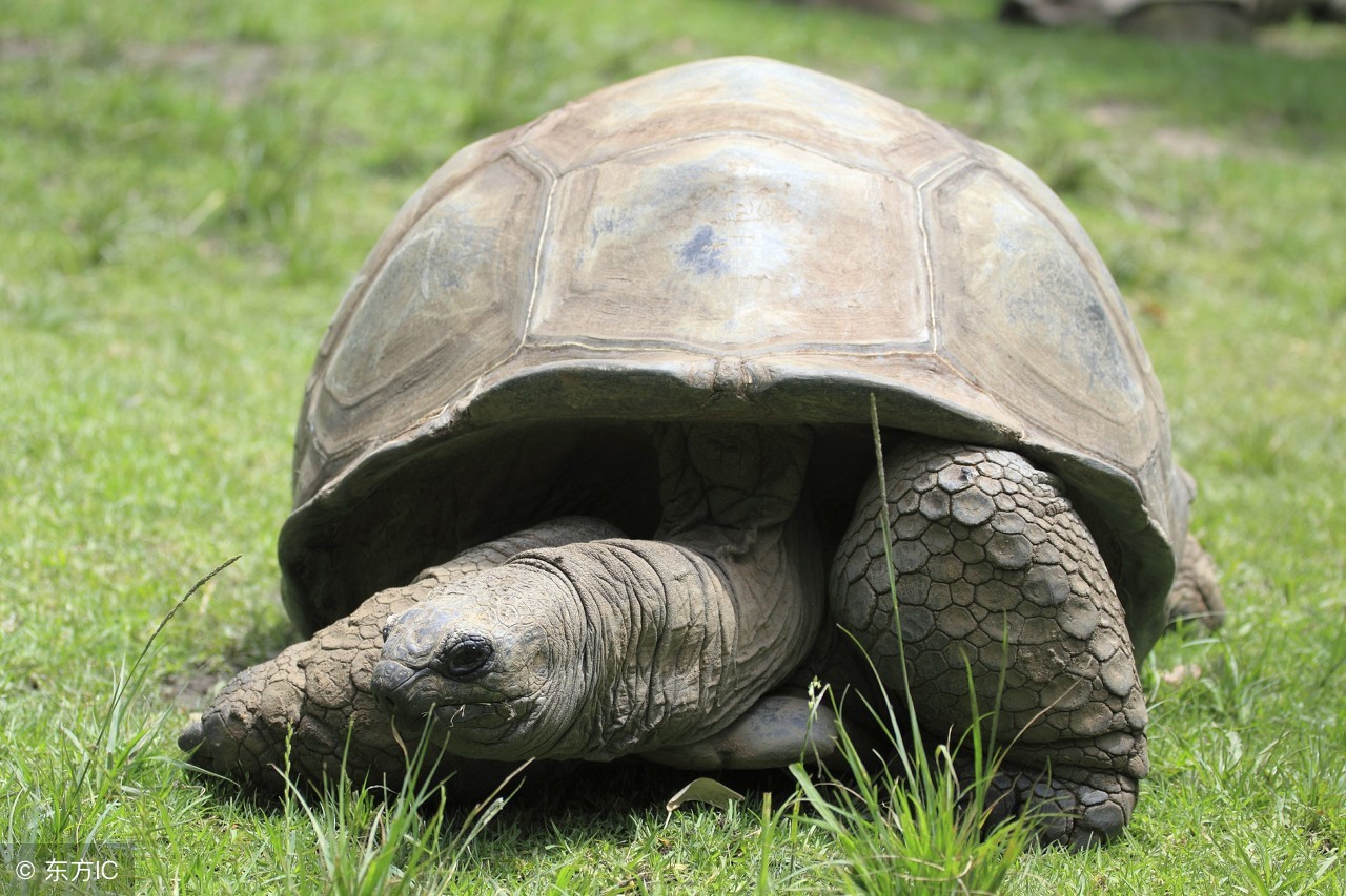 陆龟为什么吃粗纤维,陆龟可以吃的蔬菜