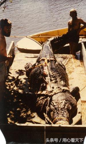 世界上最大的鳄鱼前三名,世界上最大的鳄鱼怎么画