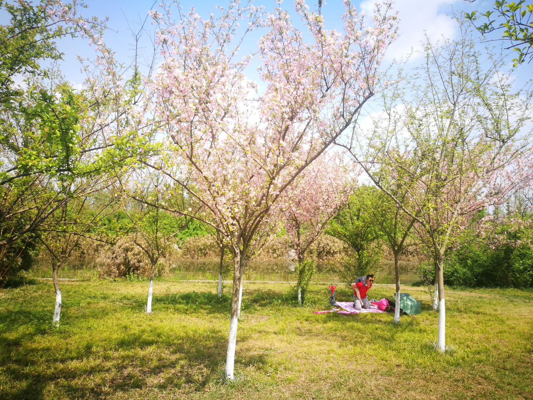 青白江凤凰湖樱花门票多少钱,青白江凤凰湖看樱花
