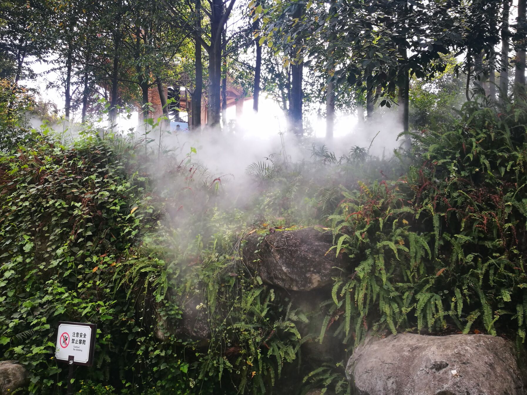 青白江凤凰湖樱花门票多少钱,青白江凤凰湖看樱花