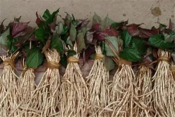 余庆野菜,余庆好吃的推荐