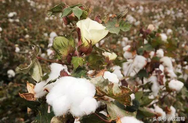 一周内致富锦囊,过去一周致富信息