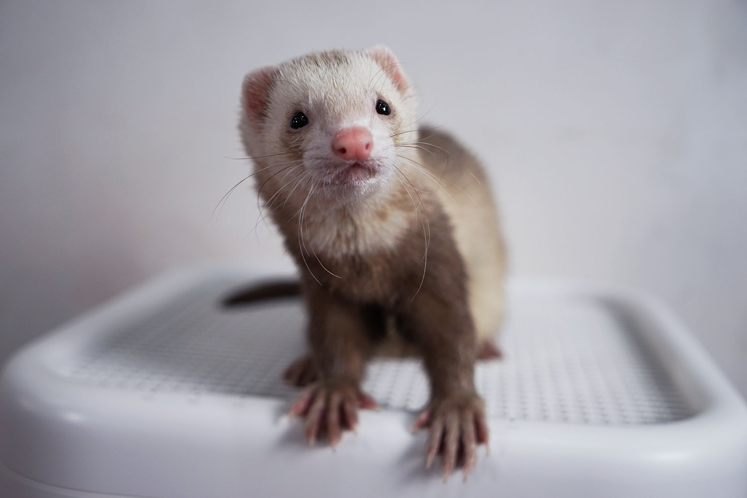 空气净化器除宠物屎味吗,空气净化器能去除宠物异味吗