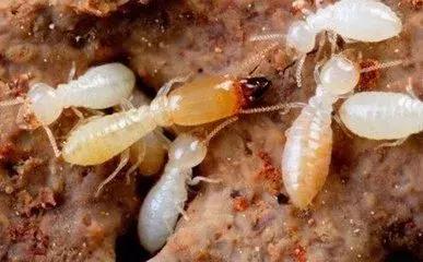 这个可怕的虫子即将开启“春季攻势”，小心被它吃掉你的家......