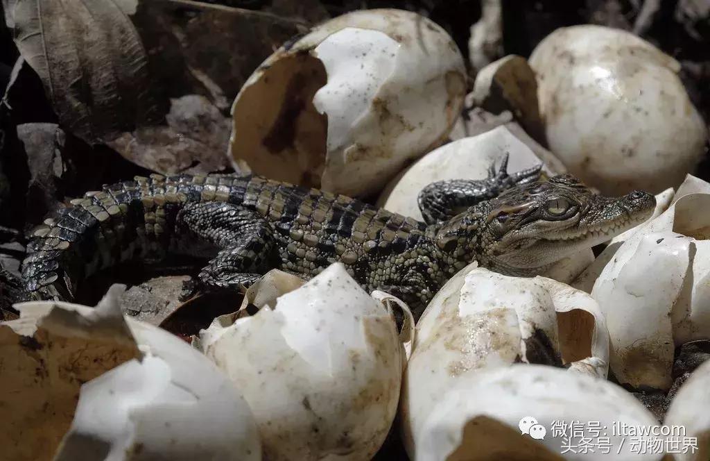 扬子鳄被称为古老的爬行动物,新生代爬行动物巨鳄