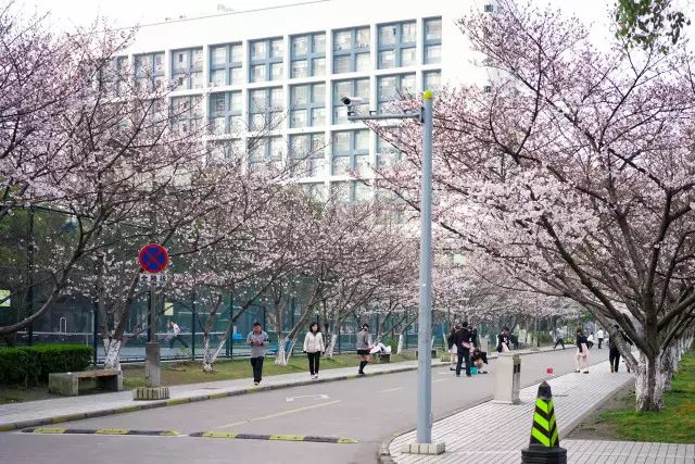 不用去日本也能看富士山,上海赏樱花攻略必去的地方