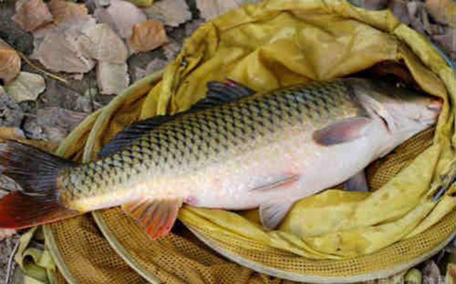 钓鱼大师老脱钩什么原因,钓鲤鱼脱钩怎么治