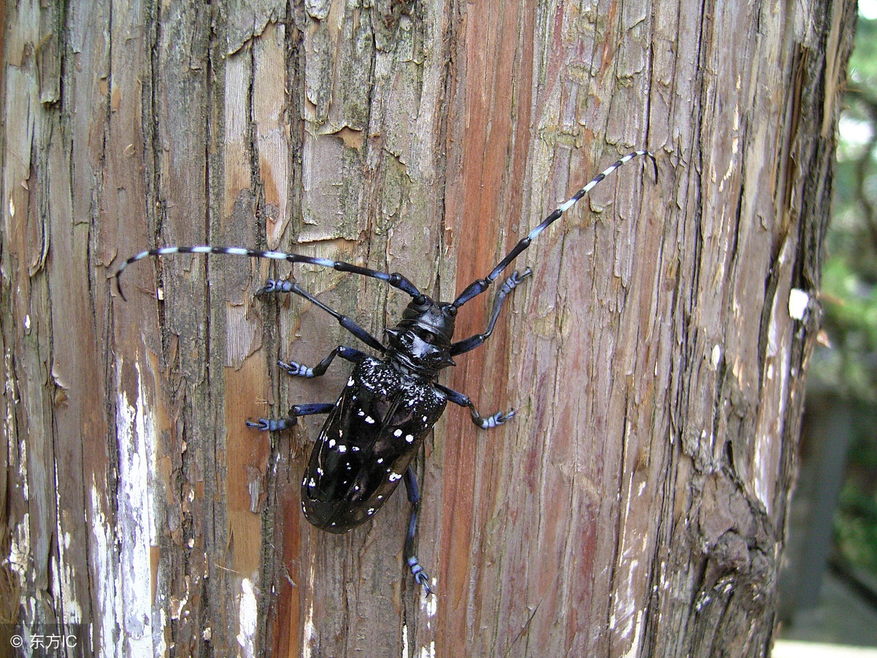 樱花树天牛幼虫防治,树虫天牛怎么消灭最有效