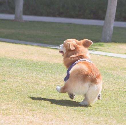 这几种汪星人又小又萌，哪一个是你的心头最爱