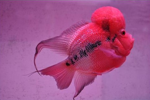 泰金罗汉鱼饲养教程,马骝罗汉鱼饲养方法