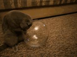 猫绝对是液体！绝对是液体！全球公认，假一赔十