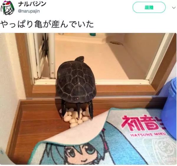 宠物龟下蛋,宠物龟怎么避免吃自己的蛋