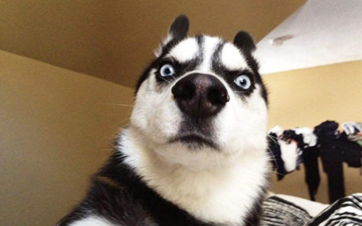 最受欢迎的前十种狗狗,最受欢迎的10种狗狗排行榜