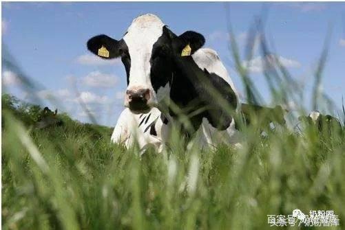 丹麦有机奶源是哪里,丹麦奶源好还是新西兰好