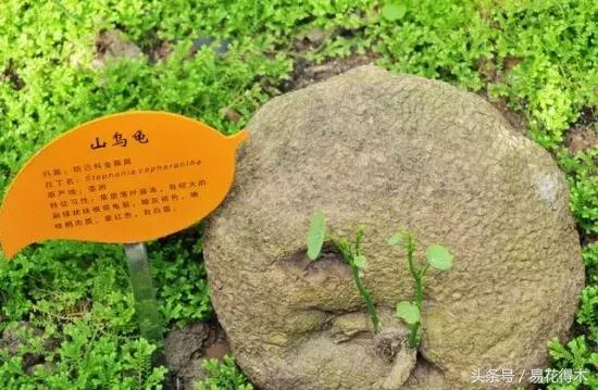 绿植山乌龟的养护方法有哪些,山乌龟的饲养方法与技巧