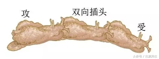 海兔的十大禁忌,海兔危险事件