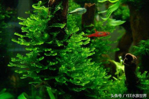 水草腐烂和溶叶,水草烂根发臭