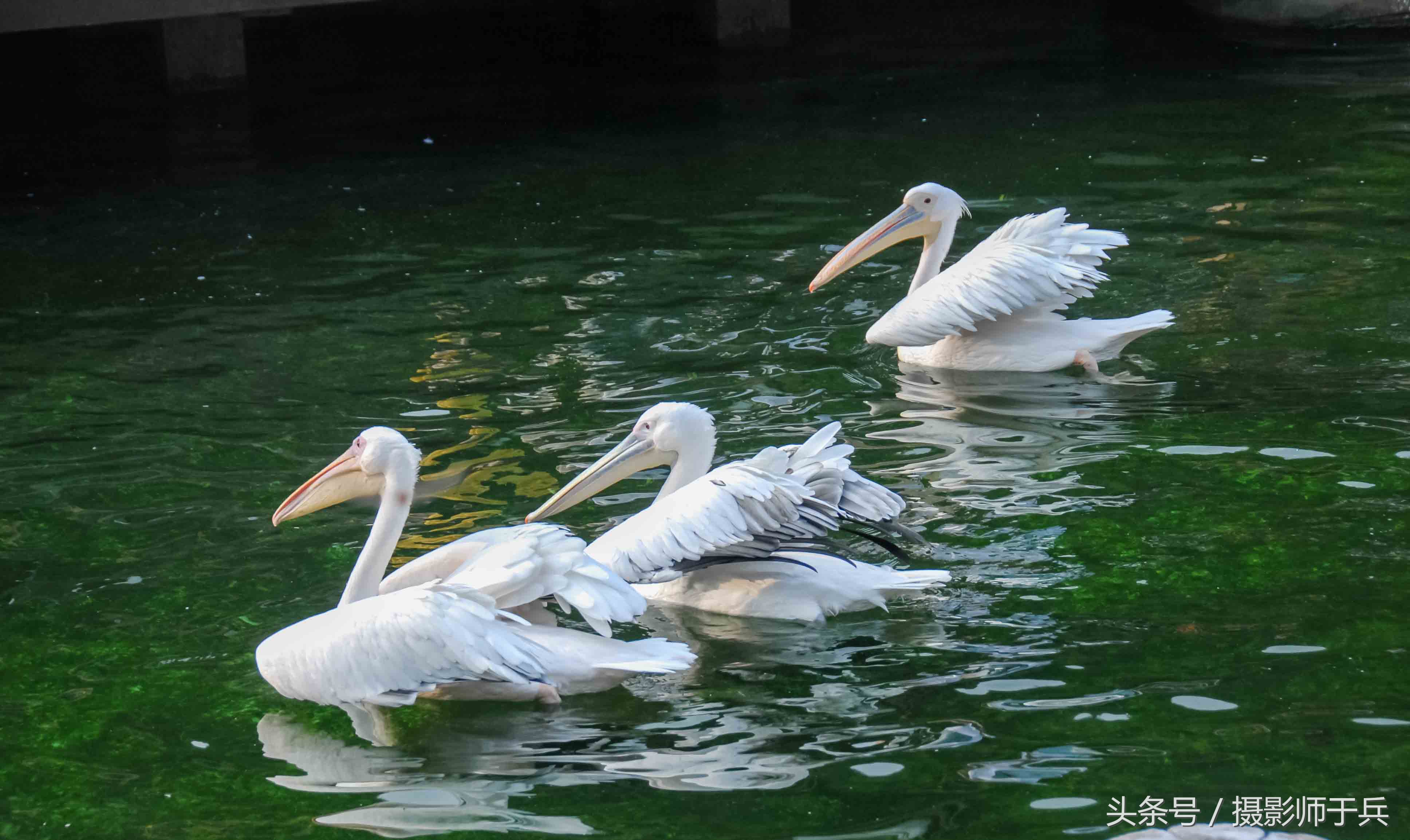 大连海洋主题公园在哪里,大连最著名的老虎滩海洋公园