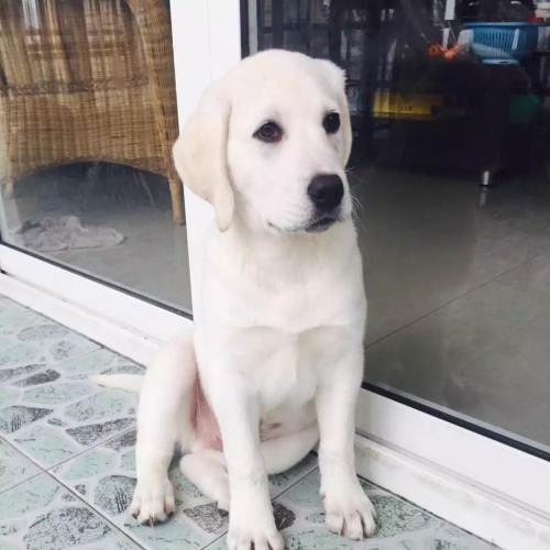 拉布拉多怎么让它不乱叫,怎么教拉布拉多跳起来