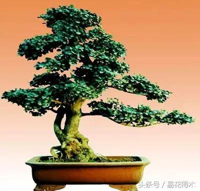 绿化带小叶女贞怎么做盆景,小叶黄杨树盆景的制作和养护管理