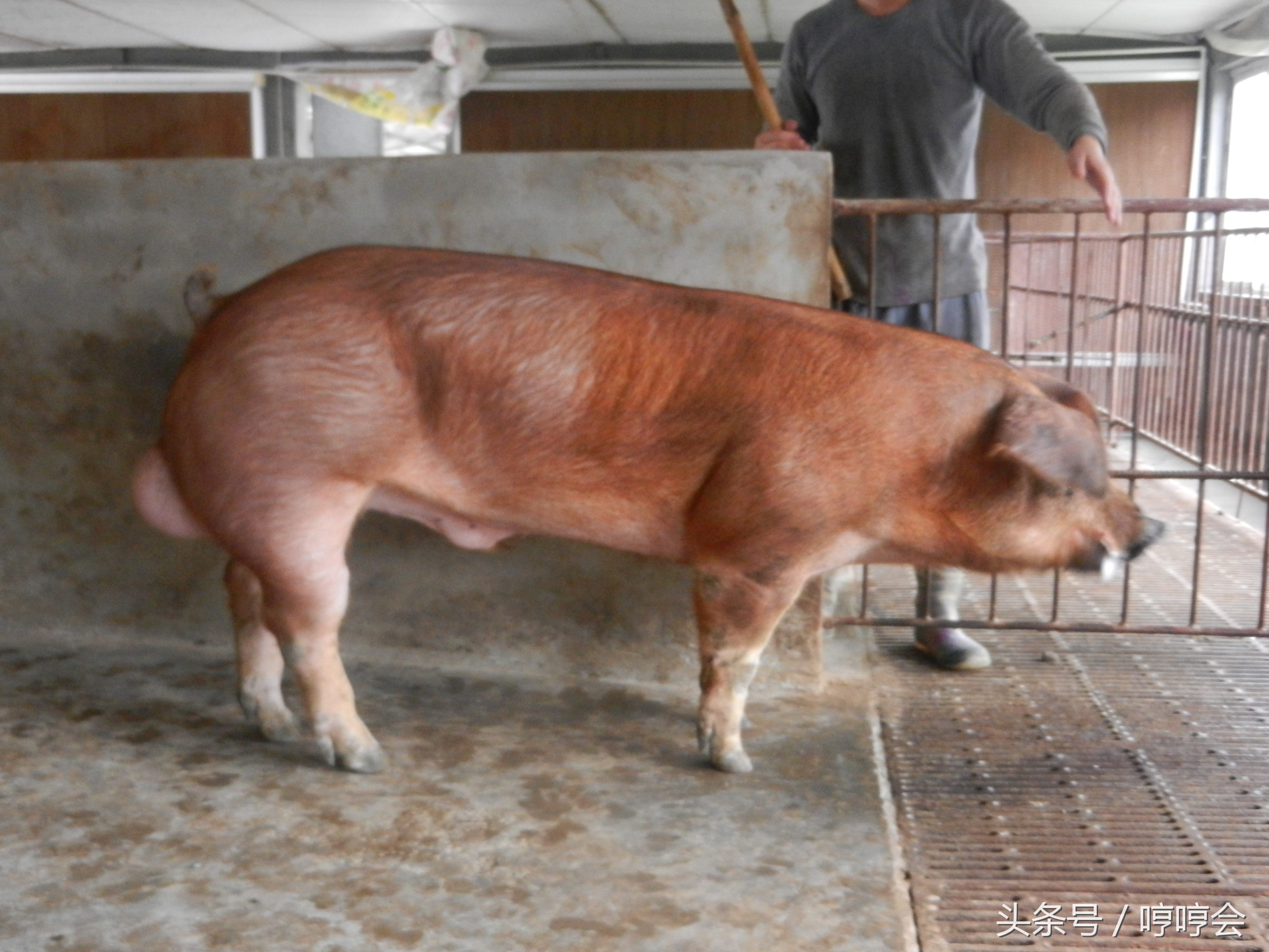 猪生产与管理技术实操,如何做好猪的引种与驯化