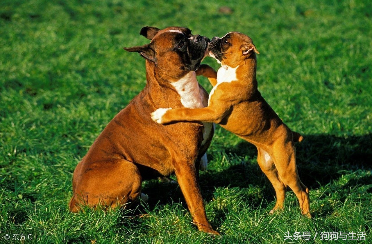 全国前十名狗粮排行榜,全网狗粮销量排行榜前十名