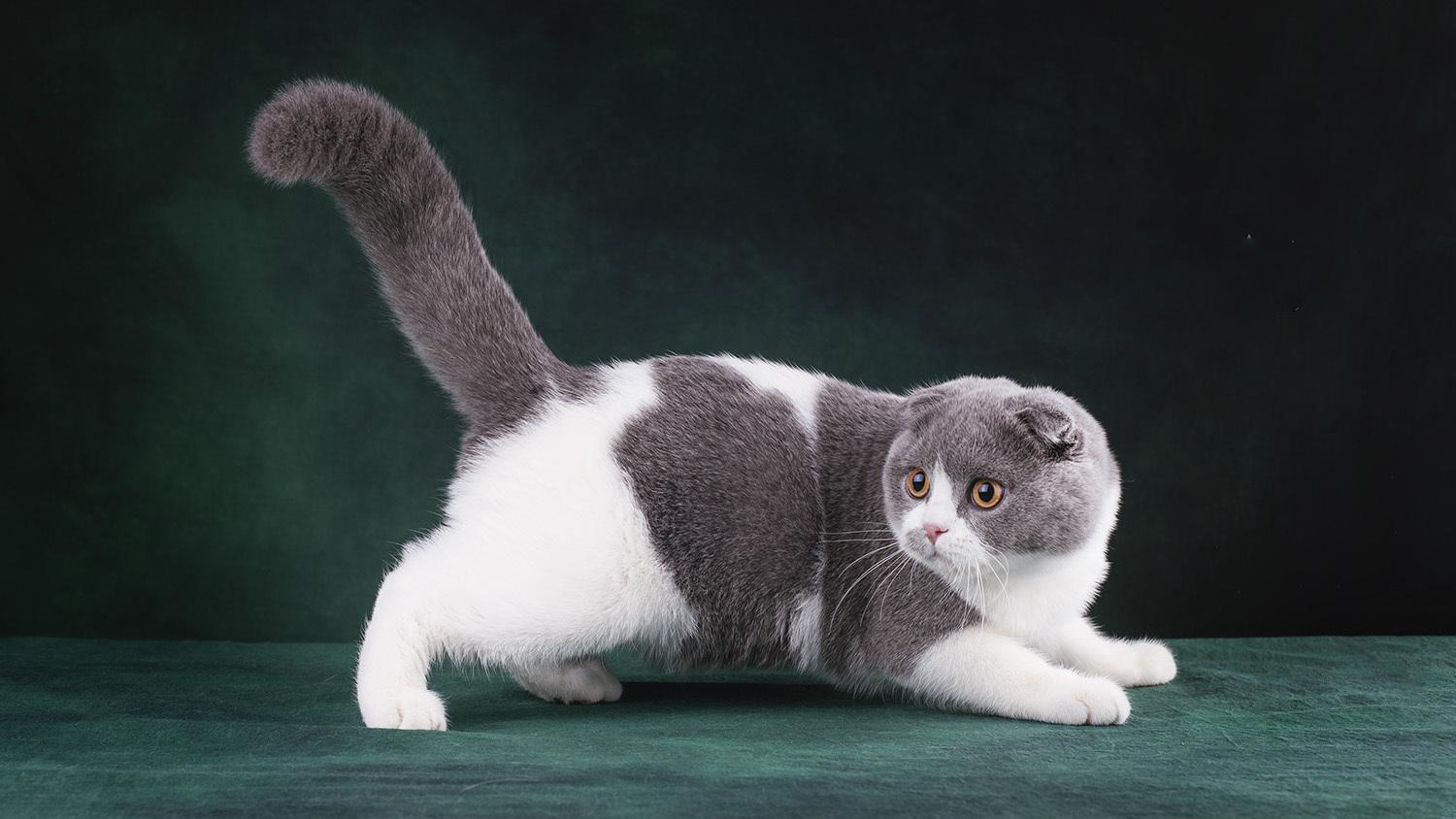 各位铲屎官们，关于猫咪的十大冷知识，你们都知道吗？