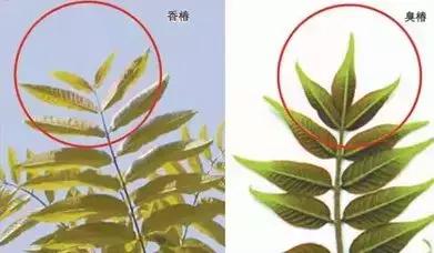 爱吃香椿的赶紧看你的做法对吗,爱吃西红柿的赶紧看千万别错过了