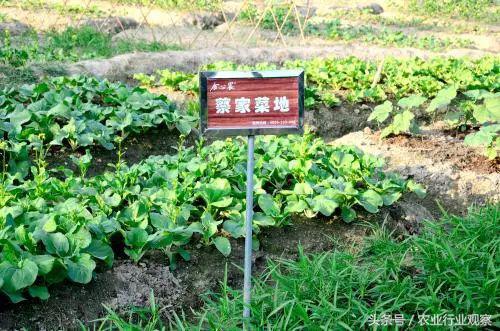 创业式商业模式,私家菜园盈利模式