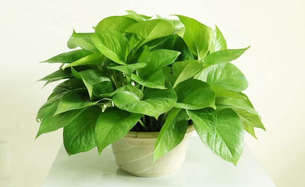 绿萝叶子发黄怎么快速让它变绿,绿萝的叶子发黄是因为什么原因呢