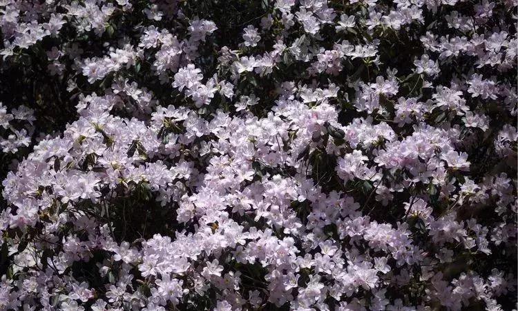 媲美九寨沟的碧湖潭，被誉为萍乡小三峡，是不可错过的世外仙境