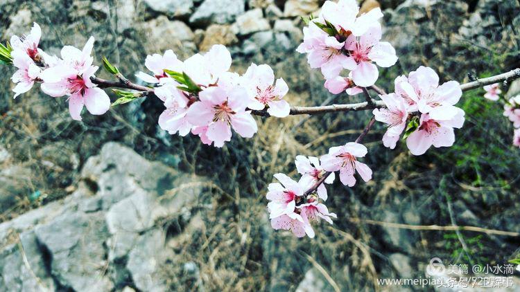 卫辉鲤鱼村道路两侧的千娇百媚……