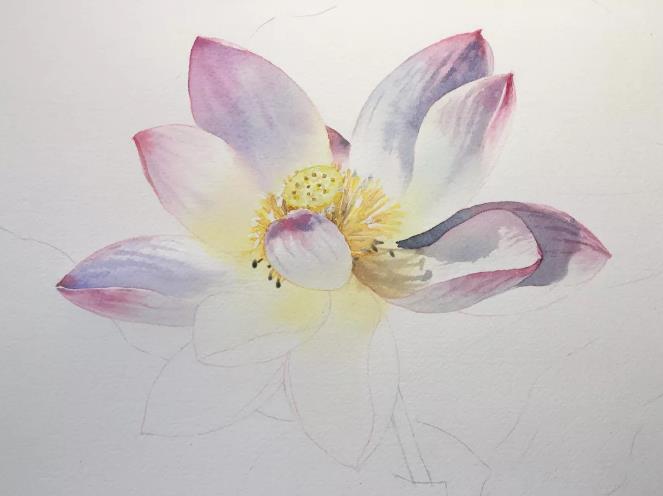 水彩夏天清新森系初学者荷花,水彩荷花画教程入门