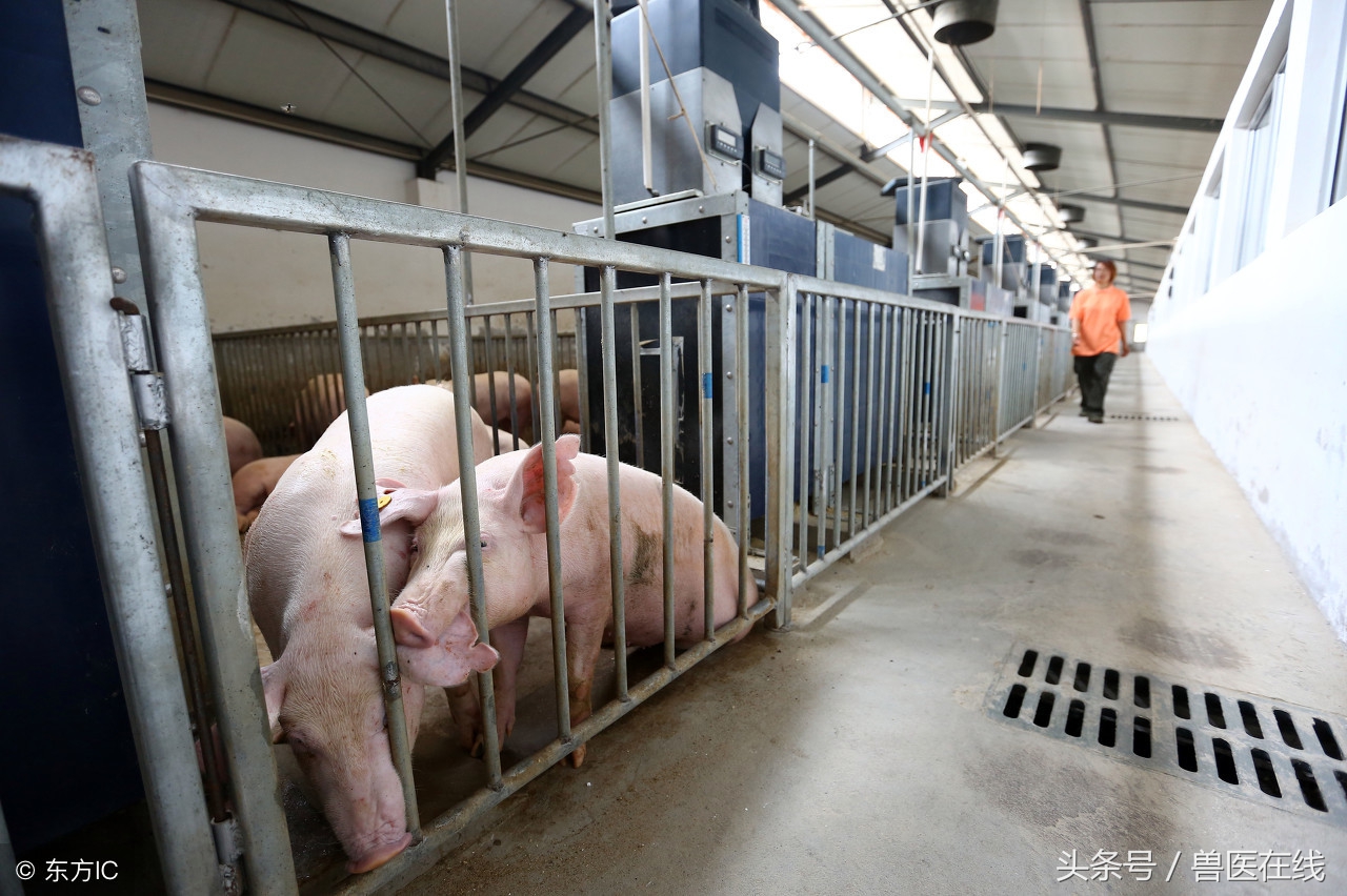 养猪是怎样提高生产效率的,如何提高养猪的人的技术