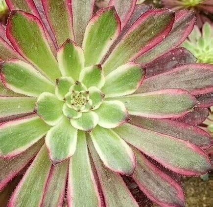 为什么喜欢法师多肉,为什么喜欢养法师