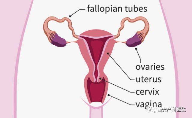 小俩口总是怀不上孩子,到底是谁的错?