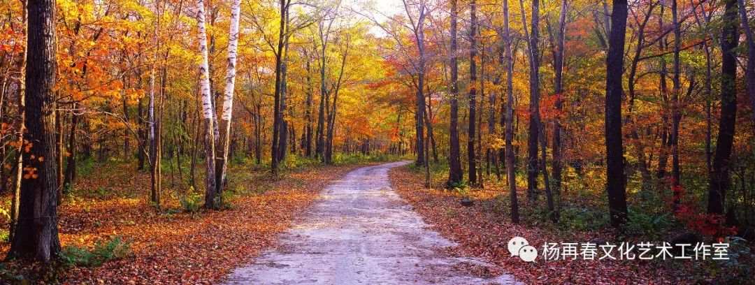 苔花如米小也学牡丹开意思是什么,青春恰自来苔花如米小也学牡丹开