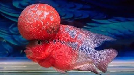 金花罗汉鱼饲养技巧,火凤罗汉鱼怎样饲养