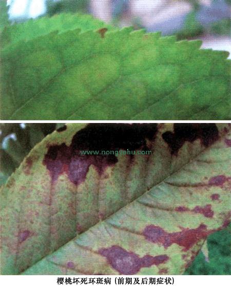 樱桃斑点落叶病害,樱桃灰霉病果实图片