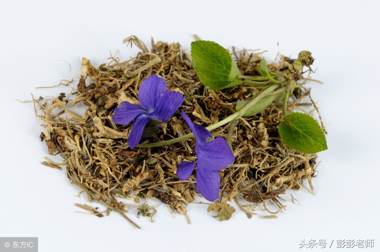 跟老师每日一学草药旱莲草,跟百草修习记学习中草药知识