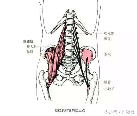 ki健身完整视频,骨盆解剖及功能训练txt