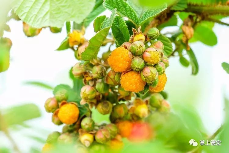 黄泡果熟了,云南特色黄泡