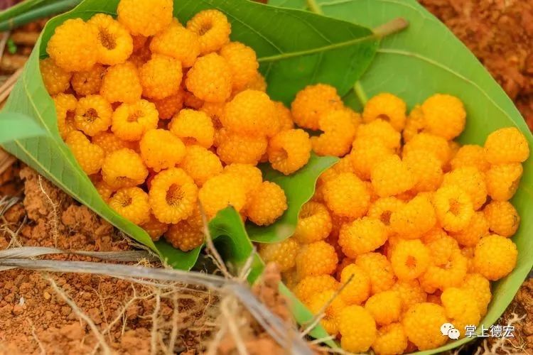 黄泡果熟了,云南特色黄泡