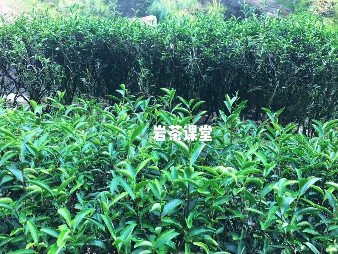 什么样的白茶才算是真正的好茶,真正的好茶叶是什么样的包装