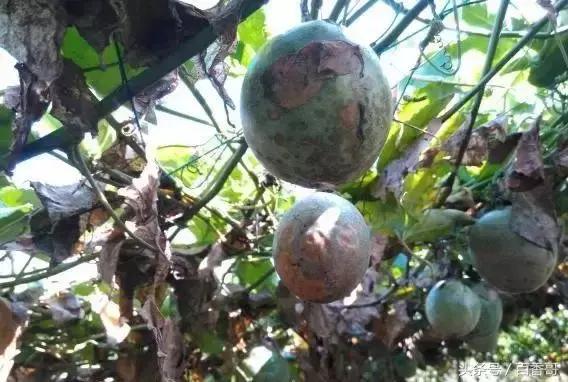 百香果的危害及副作用,百香果常见病害图片