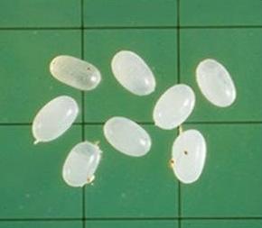 跳蚤吸血,跳蚤一上来就吸血